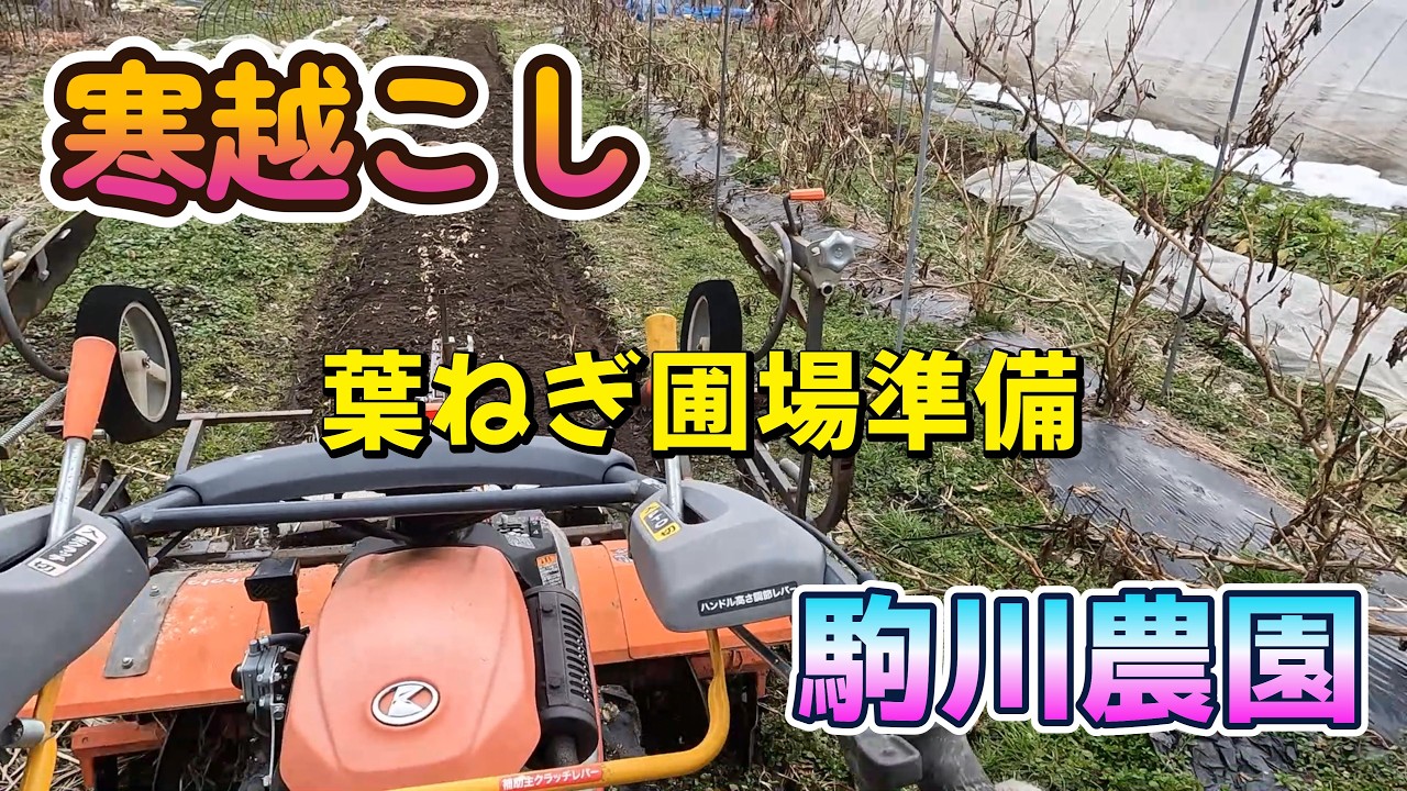 寒起こし葉ねぎ圃場準備　駒川農園　26.2.6
