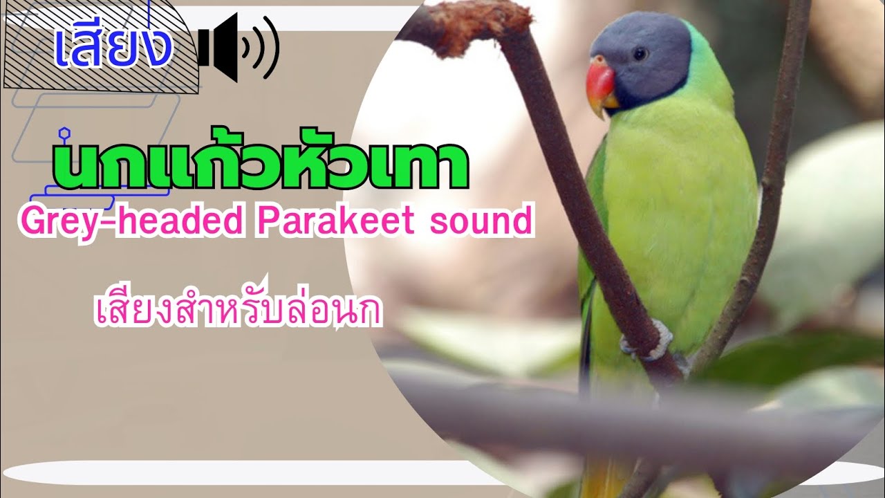 (เสียงร้อง) นกแก้วหัวเทา(หัวแพร)|| เรียกฝูงช่วงเช้า-เย็น เข้าเร็วมากเลย