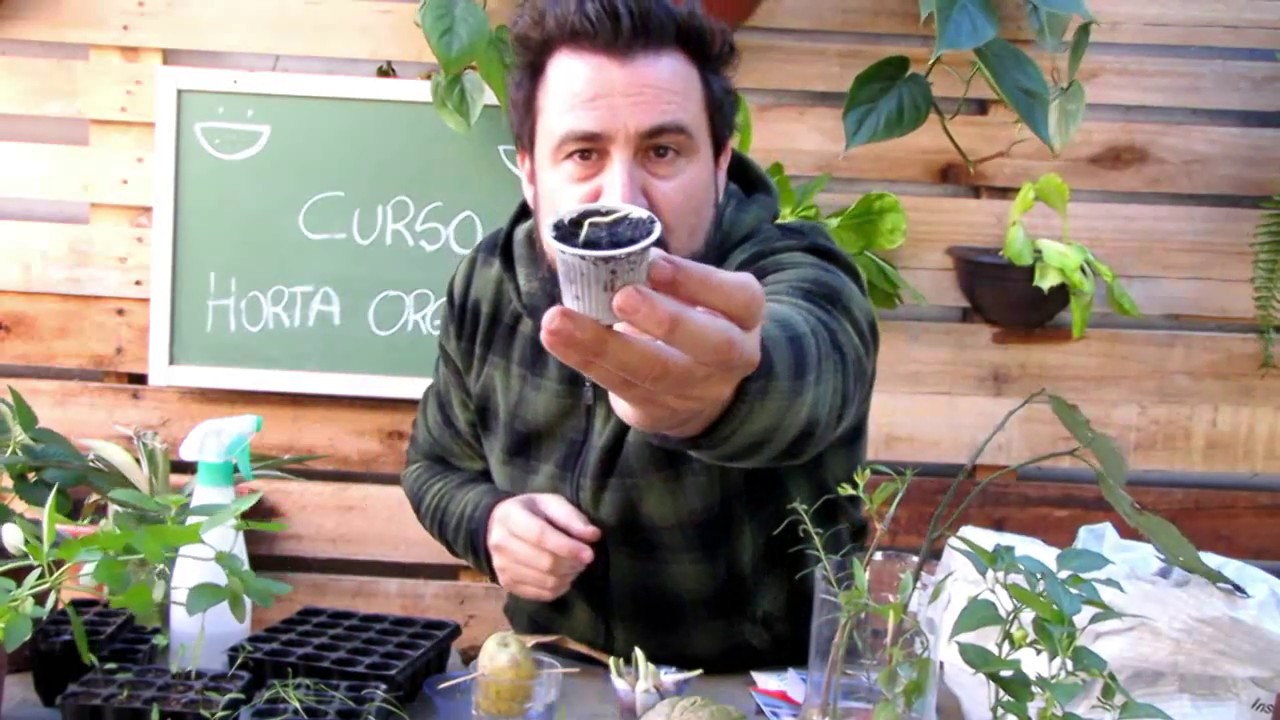 como germinar sementes e preparar a terra para sementeiras