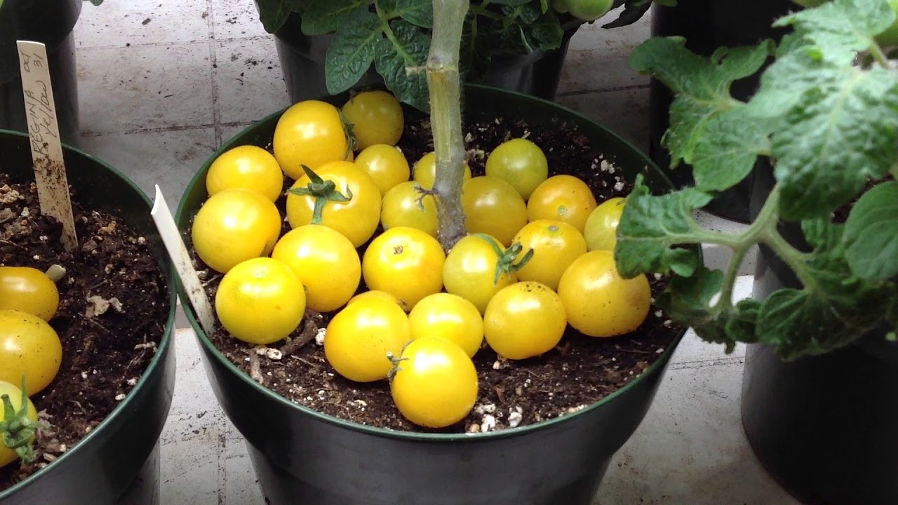 Rejina Yellow Micro Dwarf Tomato Grown In Small Containers