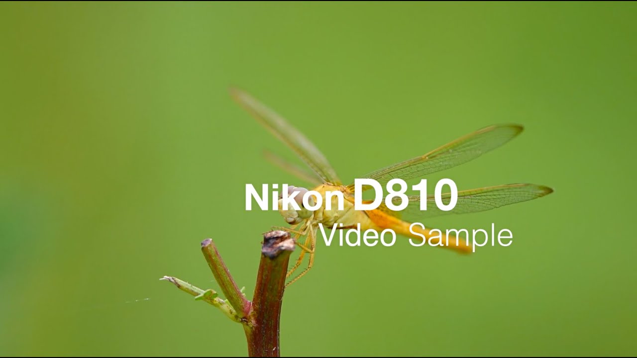 Nikon D810 Video Sample