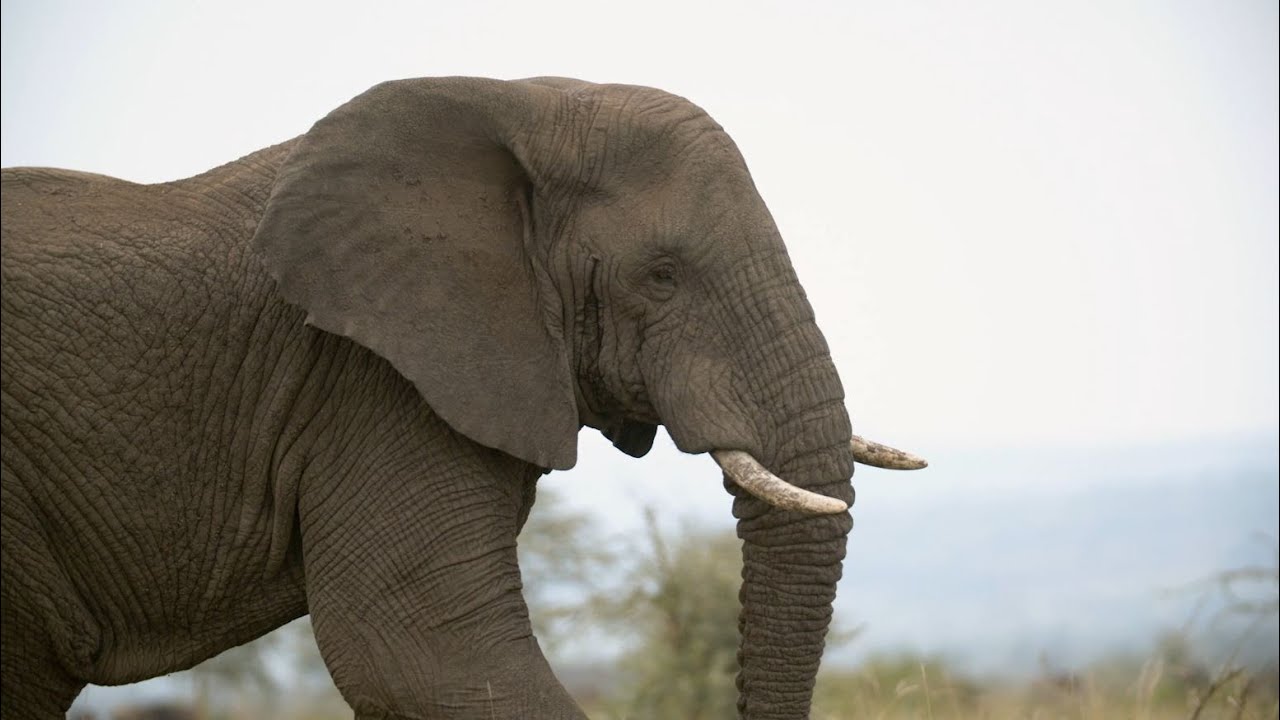 Plus de 300 rangers en Afrique soutenus par Beauval Nature !