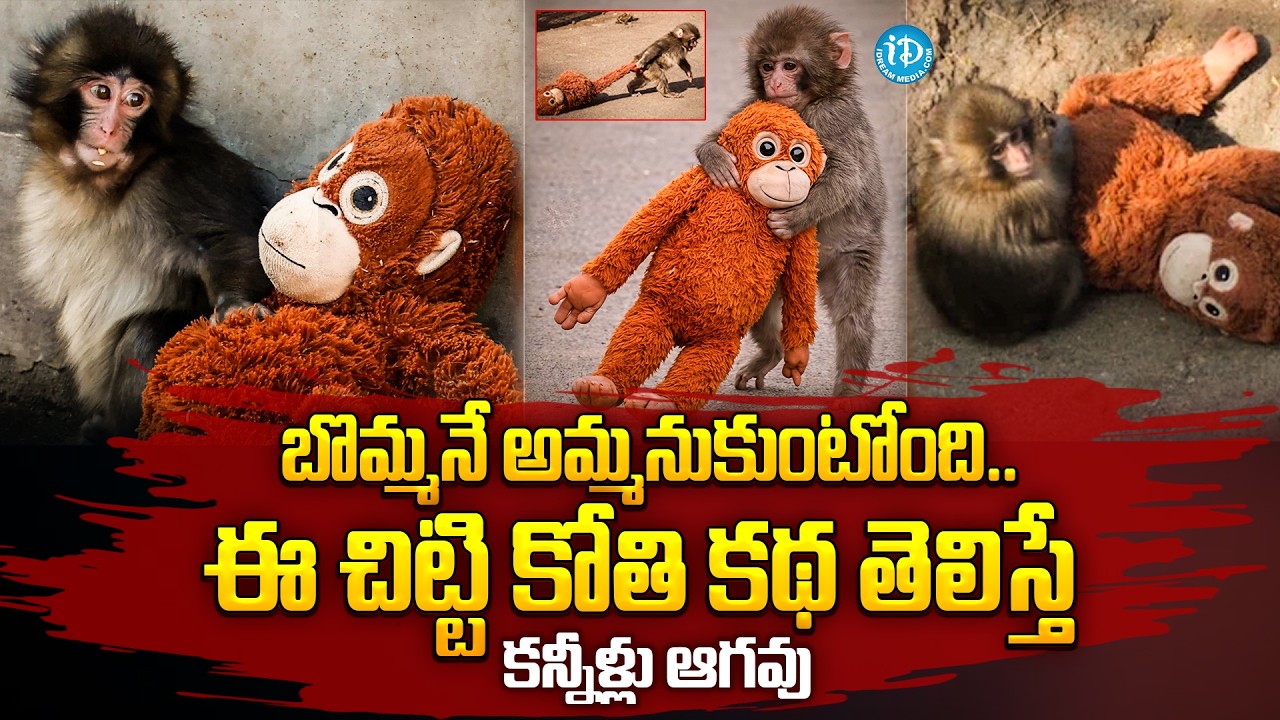 బొమ్మనే అమ్మనుకుంటోంది..| Japanese Zoo Monkey Punch Emotional Story | iDream Prime