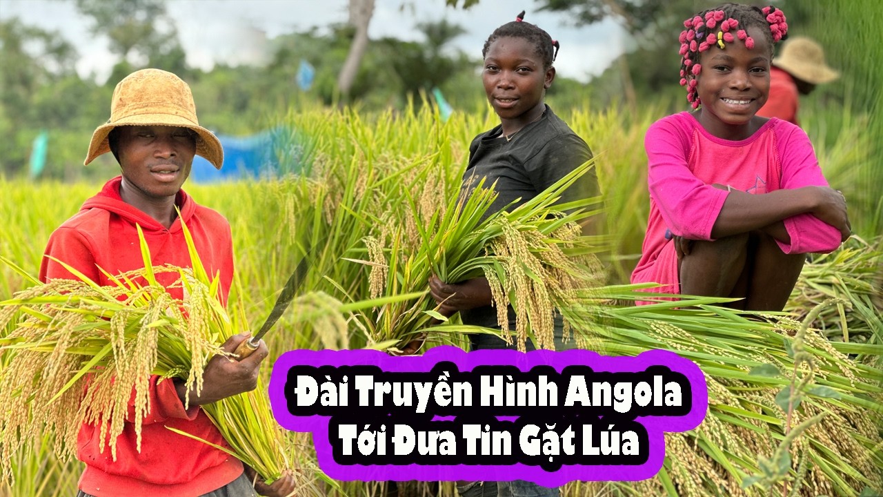 Trang trại gặt lúa|| Quyết Bonito từ chối trả lời Phỏng Vấn của Đài Truyền Hình Quốc Gia Angola