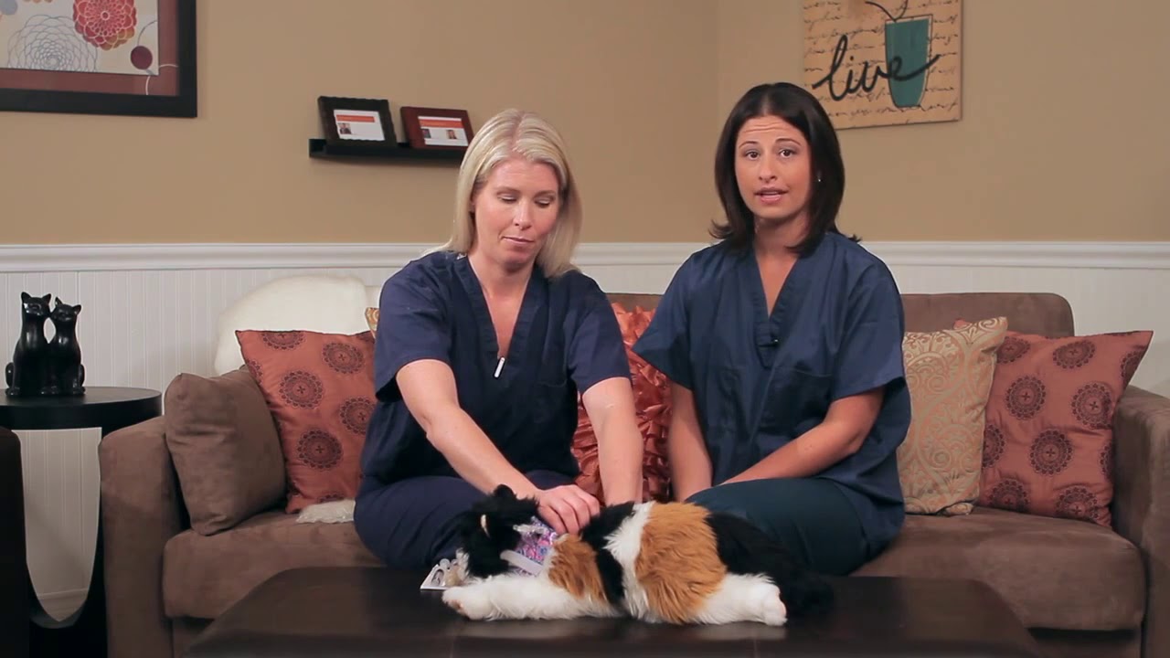 Feline Feeding Tube - Home Care
