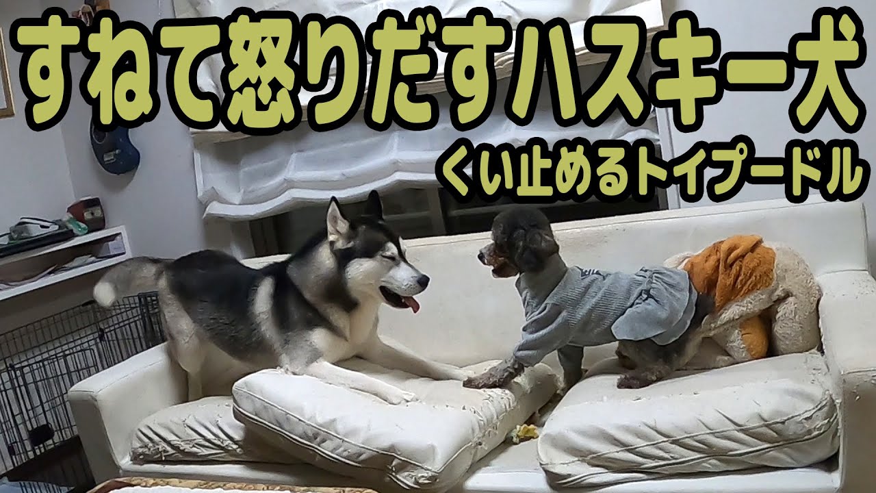 拗ねて怒りだすハスキー犬とトイプードルが可愛い Husky and Poodle