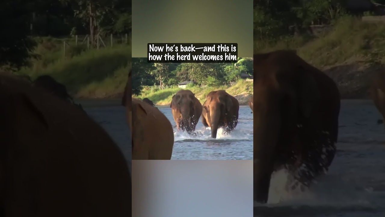After 14 Months Away, He Called the Elephants. Their Reaction? Priceless