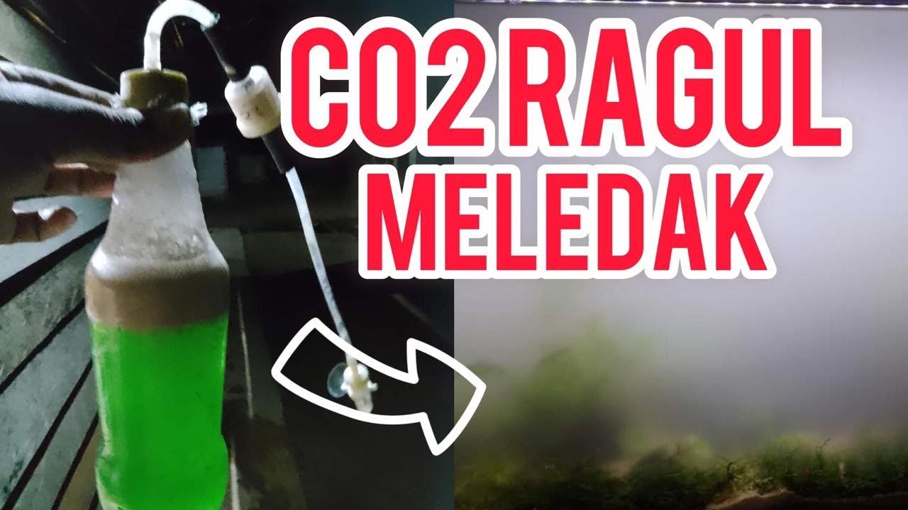 Co2 Diy Ragul Jellynya MELEDAK???