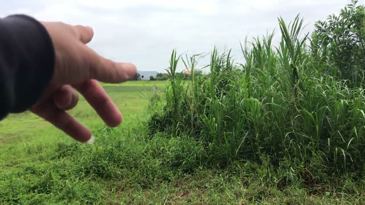 Đất đẹp giá ngôp