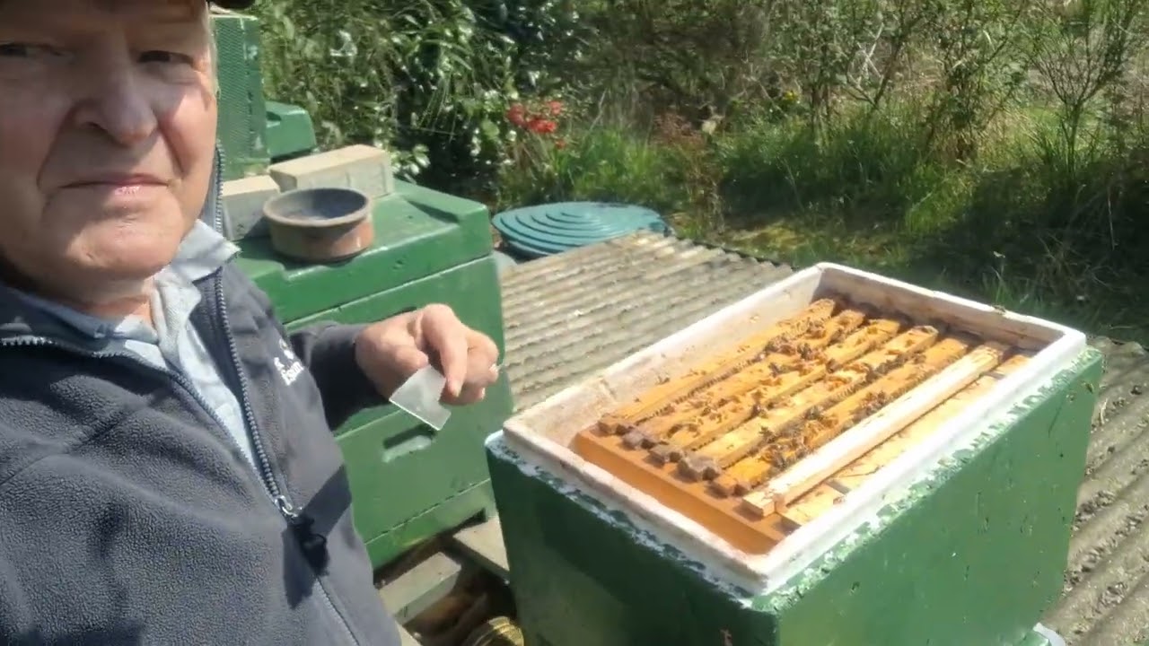 Um gute Erfolge als Imker zu erhalten muss ich meinen Bienen sich zu entwickeln Hilfe leisten.