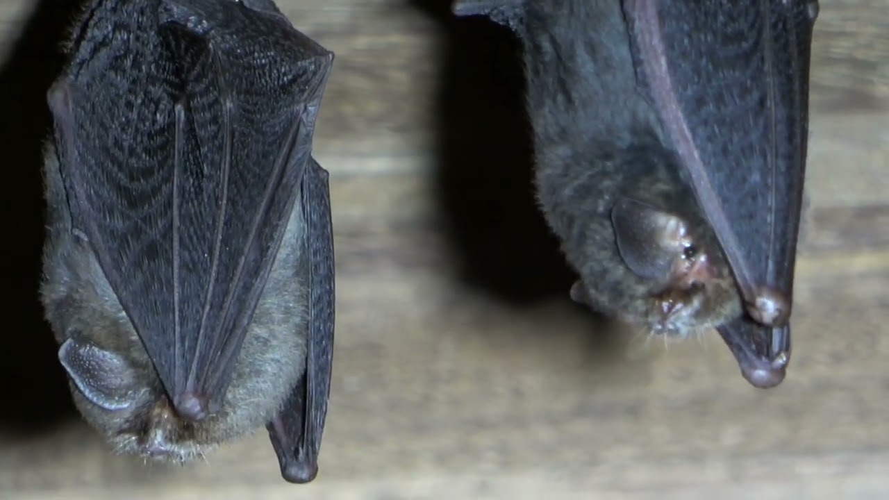 Can't Hitchhike: The Thumbless Bat