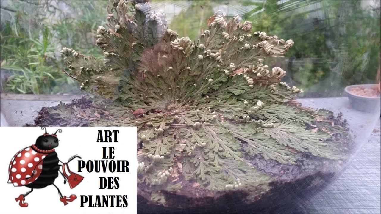 Conseils jardinage: ROSE DE JÉRICHO (Selaginella lepidophylla) Plante de la résurrection: