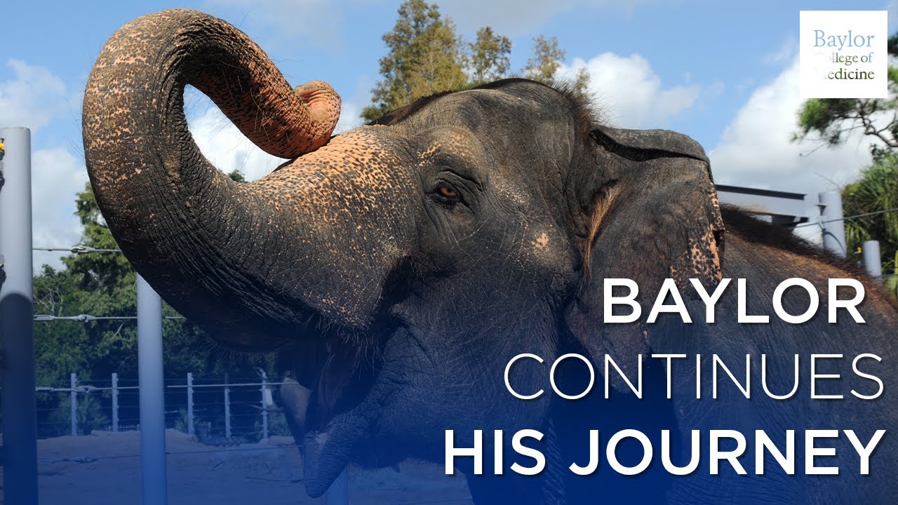 Baylor Continues His Journey