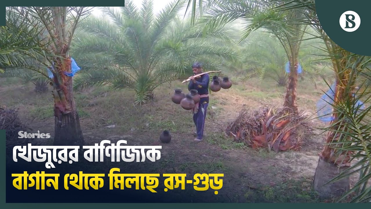 দেশের চাহিদা মিটিয়ে রপ্তানির আশা উদ্যোক্তাদের | Jessore Date Palm Juice | The Business Standard