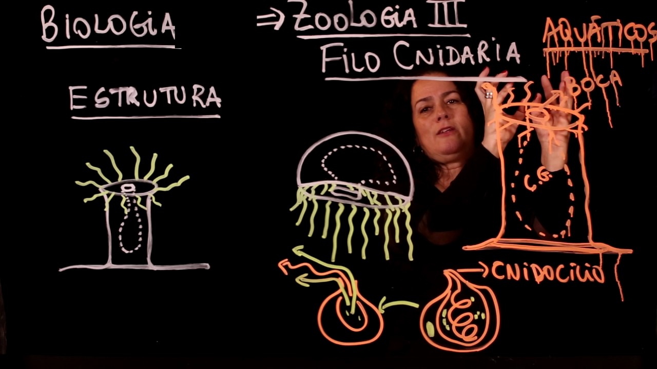 Aula 50 REINO ANIMAL Filo Cnidaria - Aulas ENEM