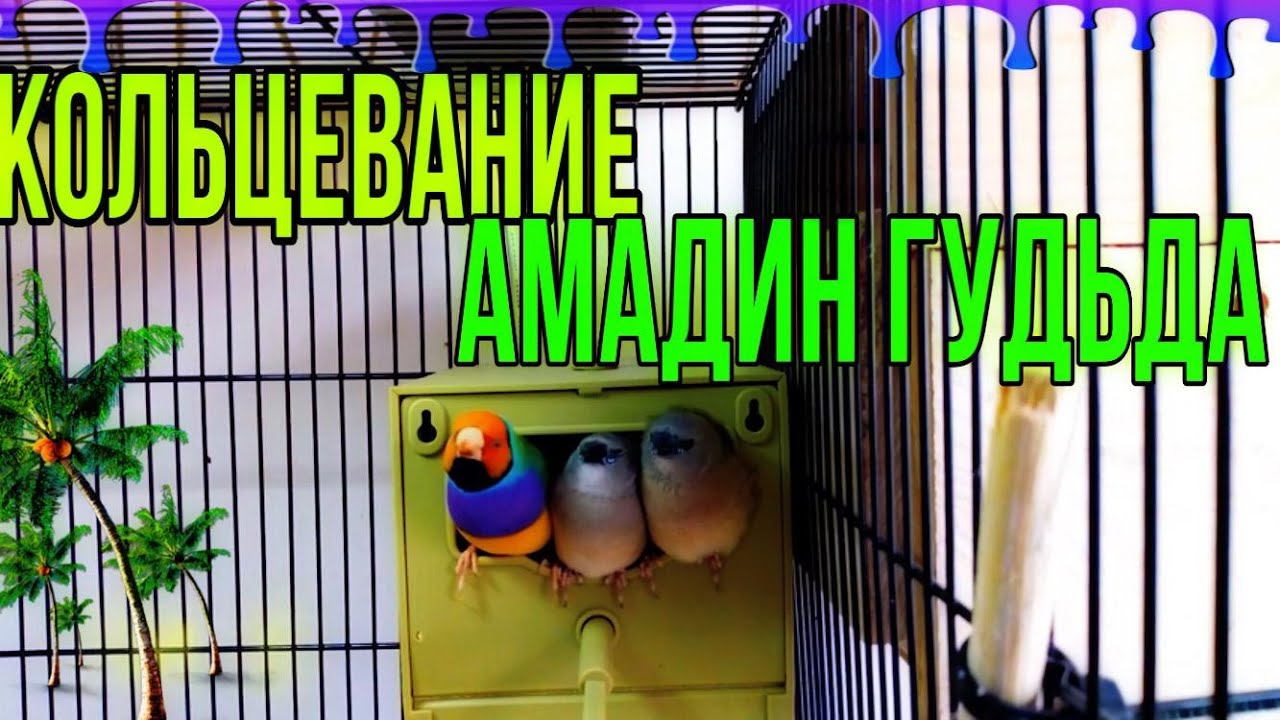 Кольцуем слетков амадин Гульда. Какой цвет колец соответствует  году? Обработка кенаря от клещей.