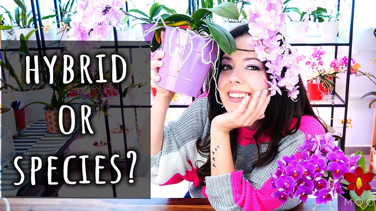 How to tell Orchid Species from Hybrids? - Know what you buy!