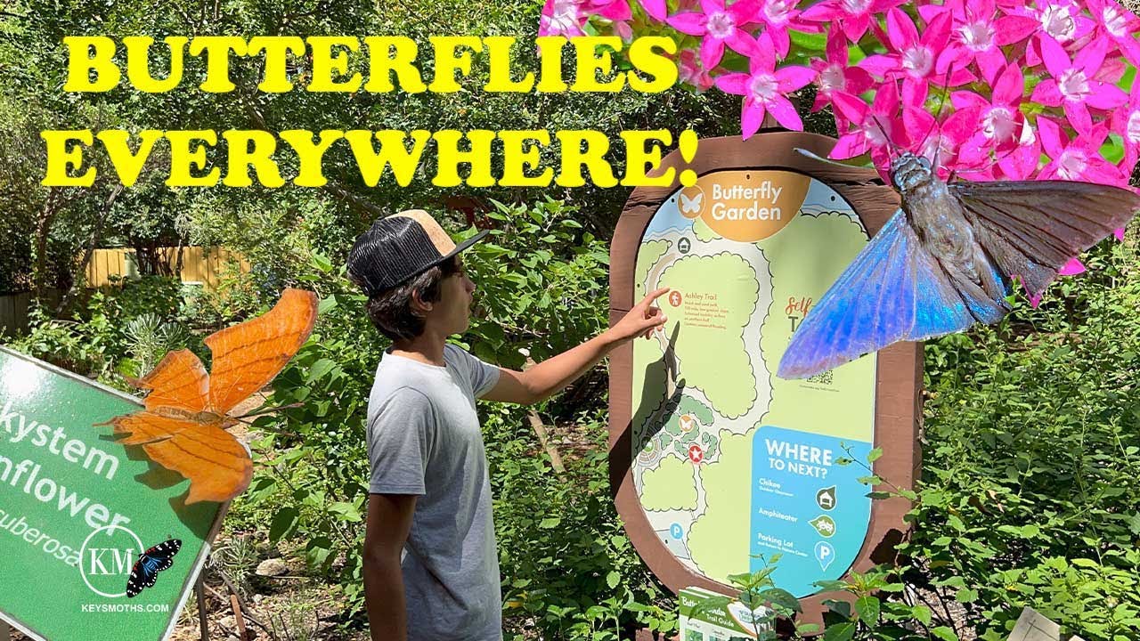 ONE OF BEST BUTTERFLY GARDENS IN SOUTH FLORIDA   GUMBO LIMBO NATURE CENTER   BUTTERFLIES EVERYWHERE!