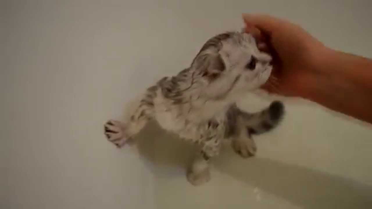How to wash a kitten (the cat) - Как помыть кота