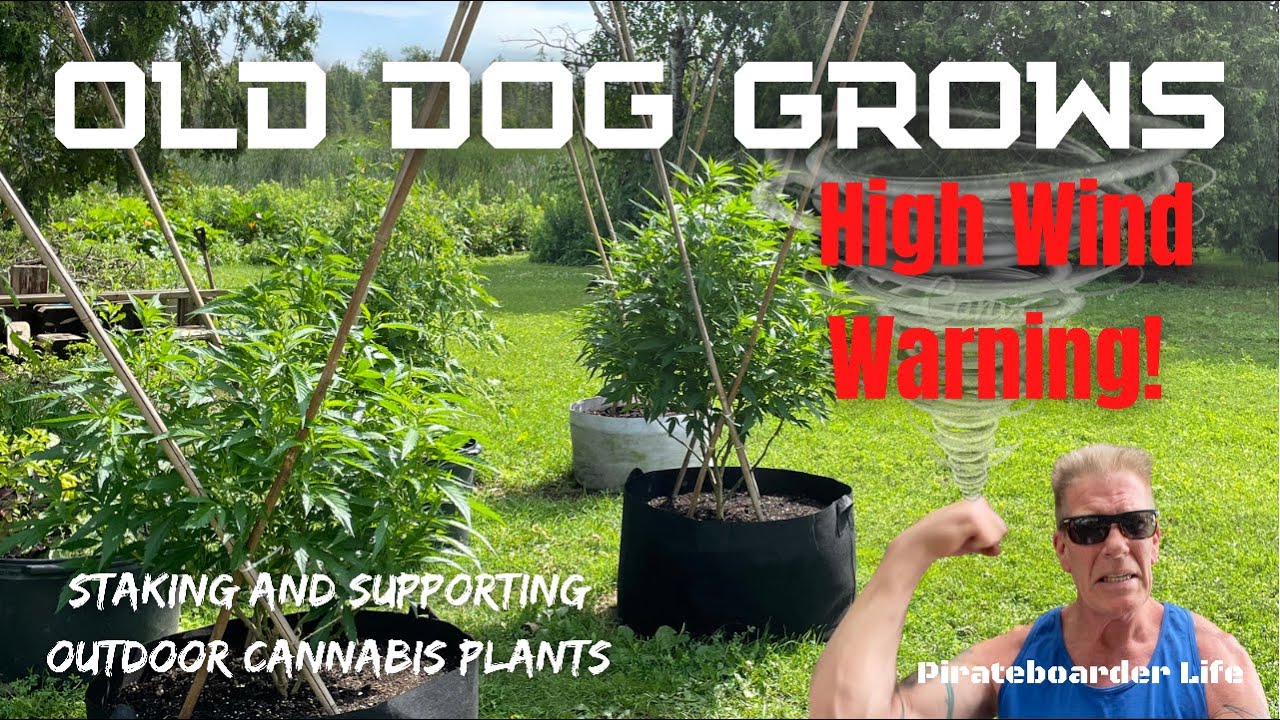 Old Dog Grows &ldquo;High Wind Warning&rdquo; Staking and Supporting your Outdoor Cannabis Plants for Max Yields