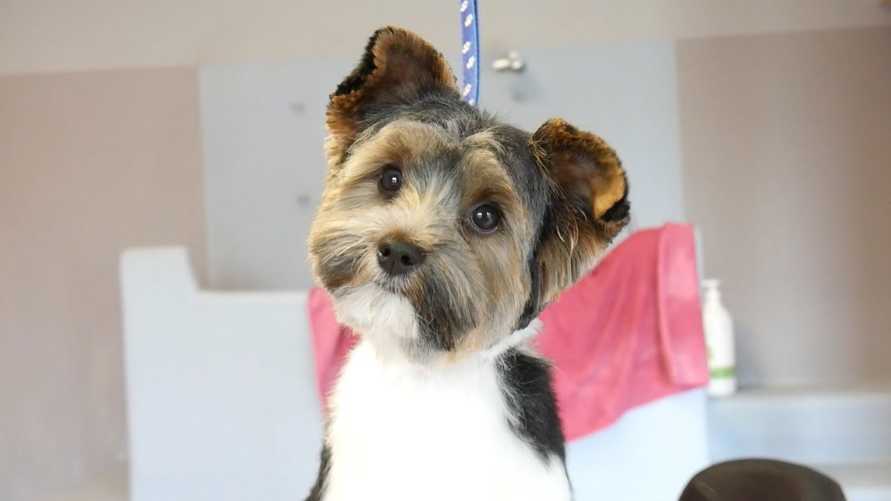 PetGroooming - Yorkshire Terrier Biever on Grooming Table