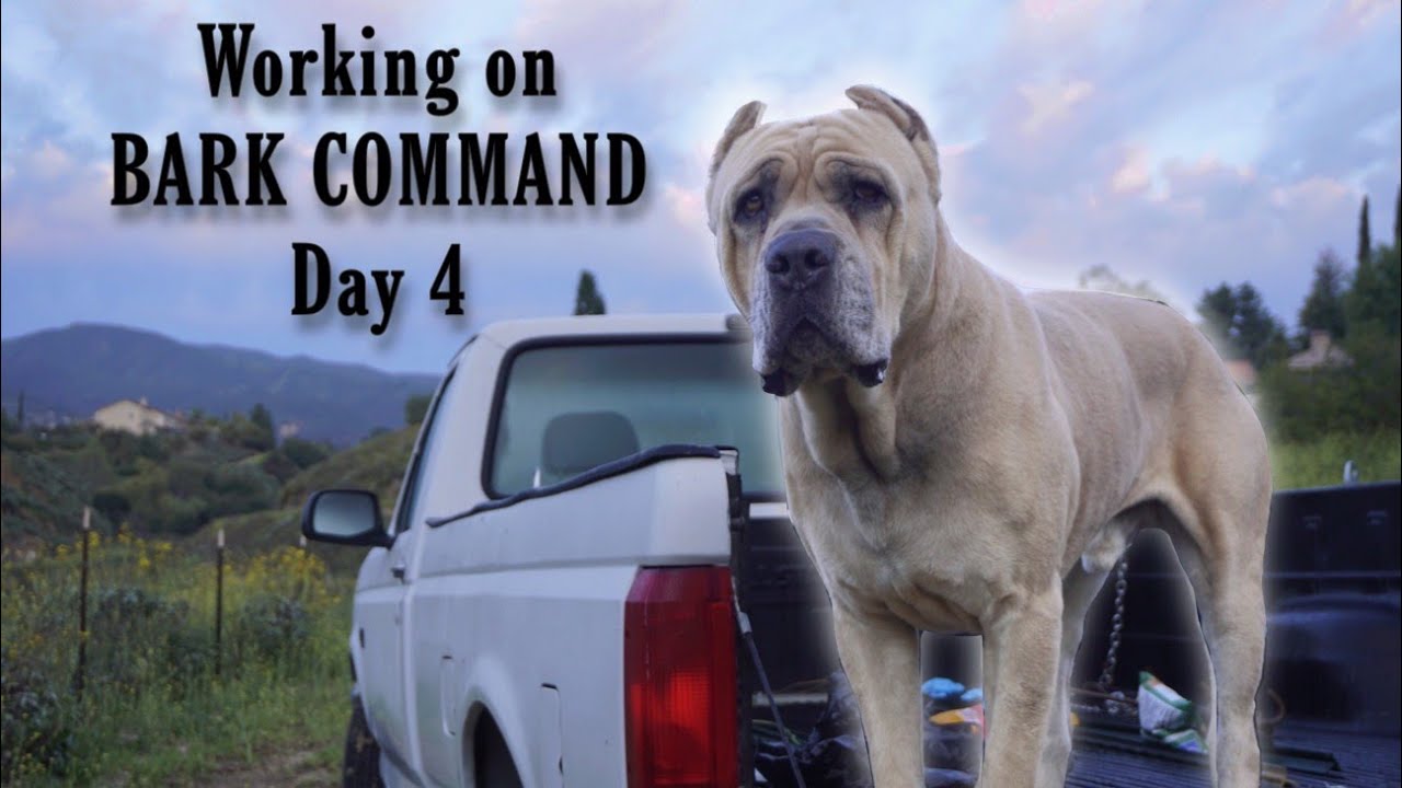 Teaching my Cane Corso Guard Dog to bark on command to protect the property - Day 4