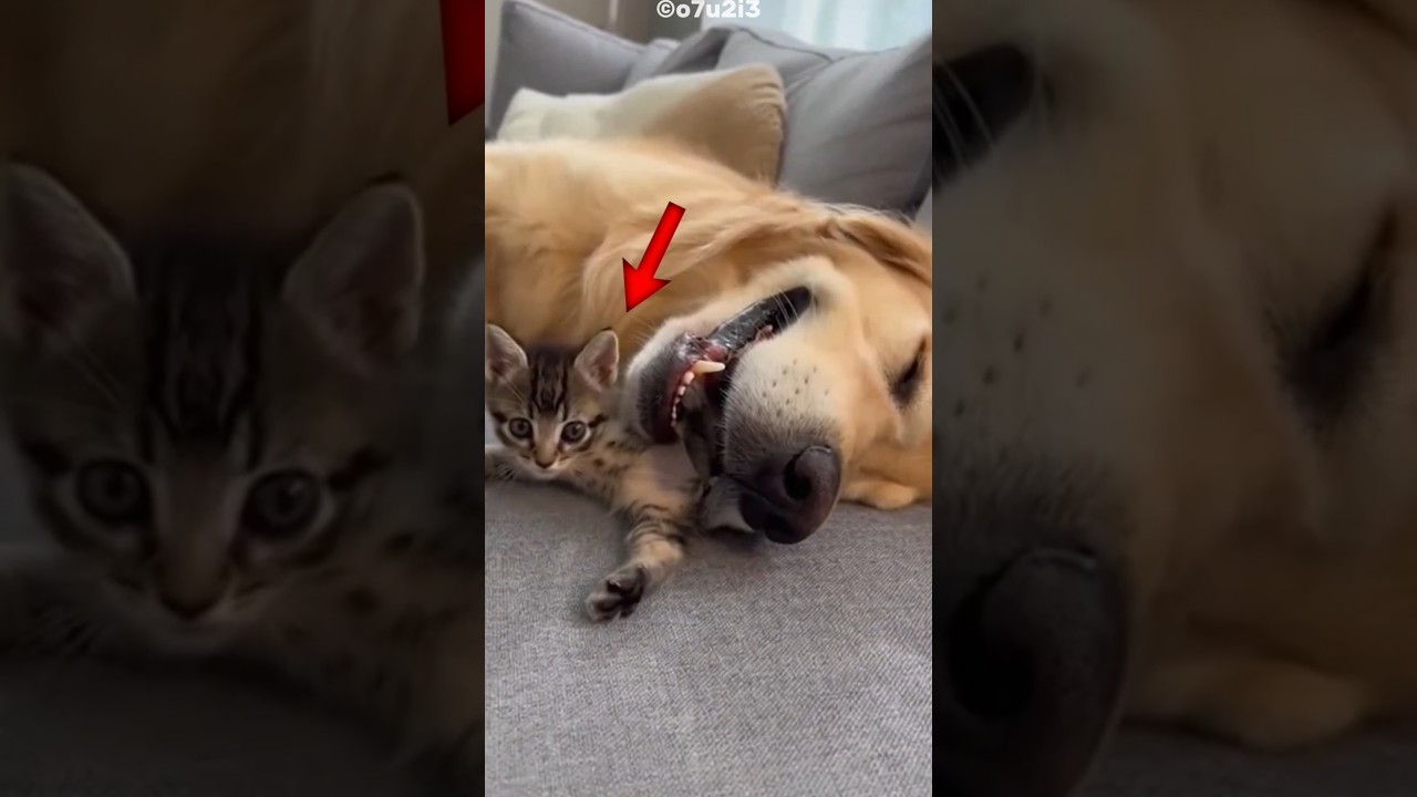 Naughty cat&rsquo;s curiosity went too far 🐱❤️&zwj;🩹