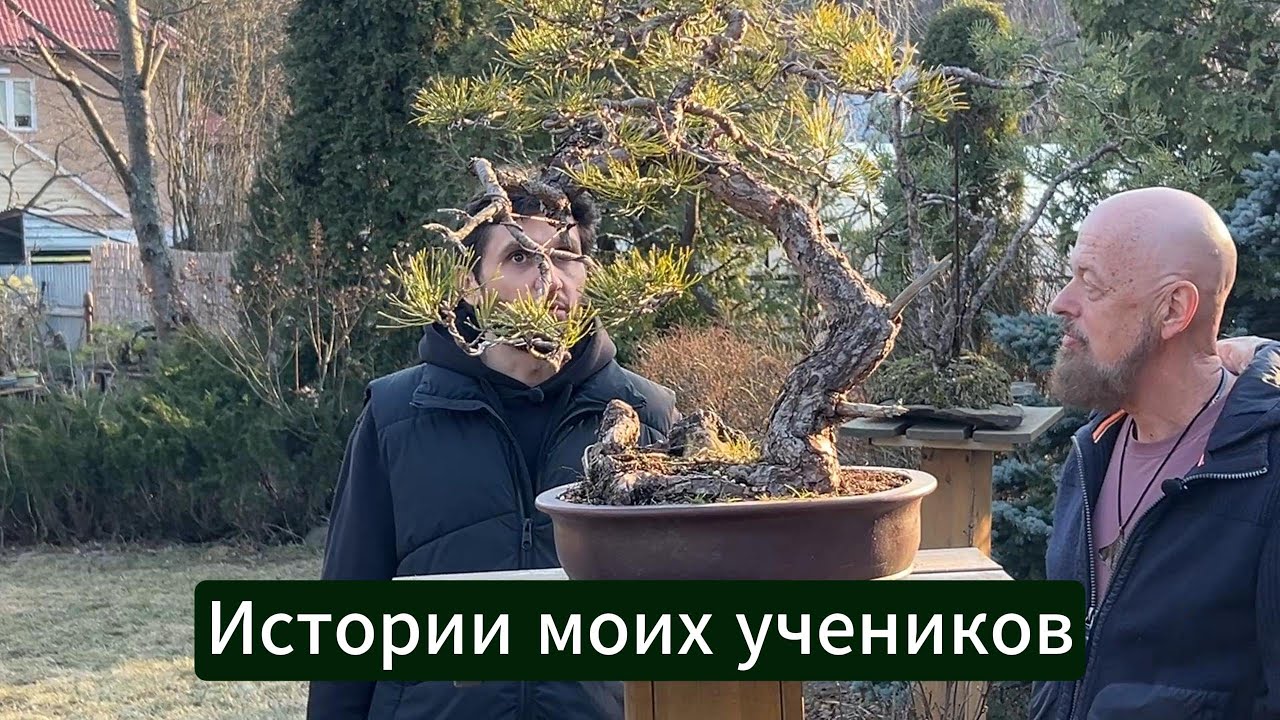 Как люди меняются благодаря бонсай? Истории моих учеников