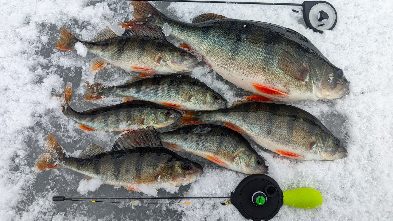 РИБОЛОВЛЯ НА БЕЗМОТИЛКУ В ГЛУХОЗИМ'Я. І з Кивком і БЕЗ Кивка. Безмотилка в Україні