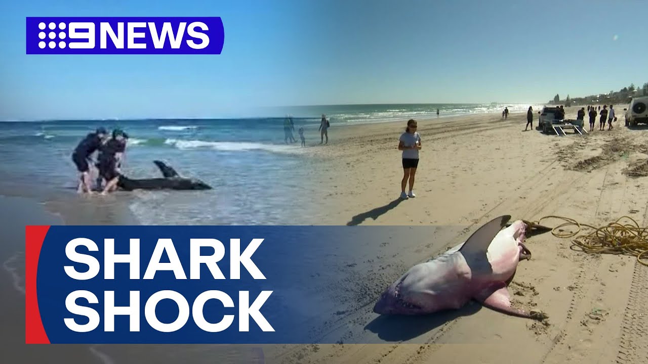 Shocking scenes as fourth great white shark washes onto beach | 9 News Australia
