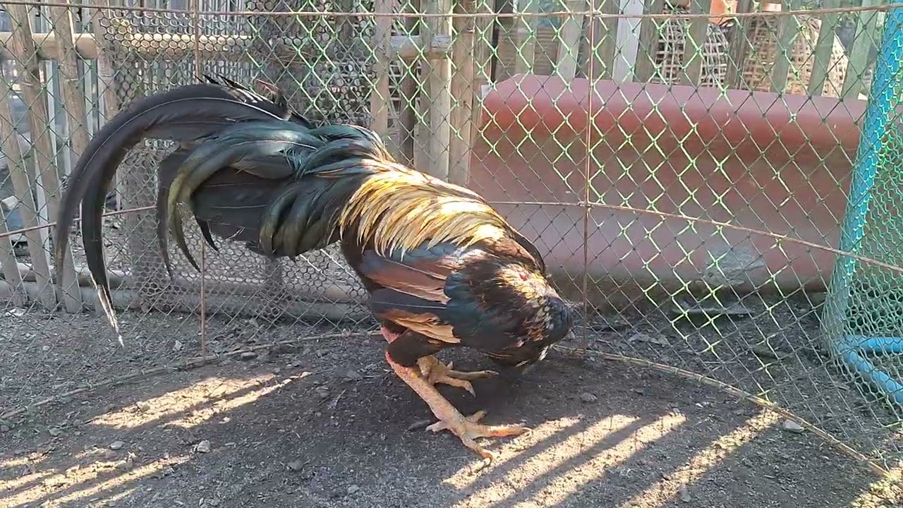 ไก่พม่าแข้งหน้า