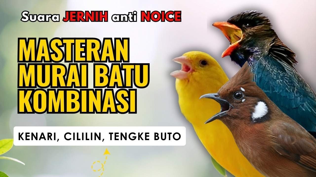 Masteran Murai Kombinasi Tembakan Kenari, Ciliin, Tengkek Buto