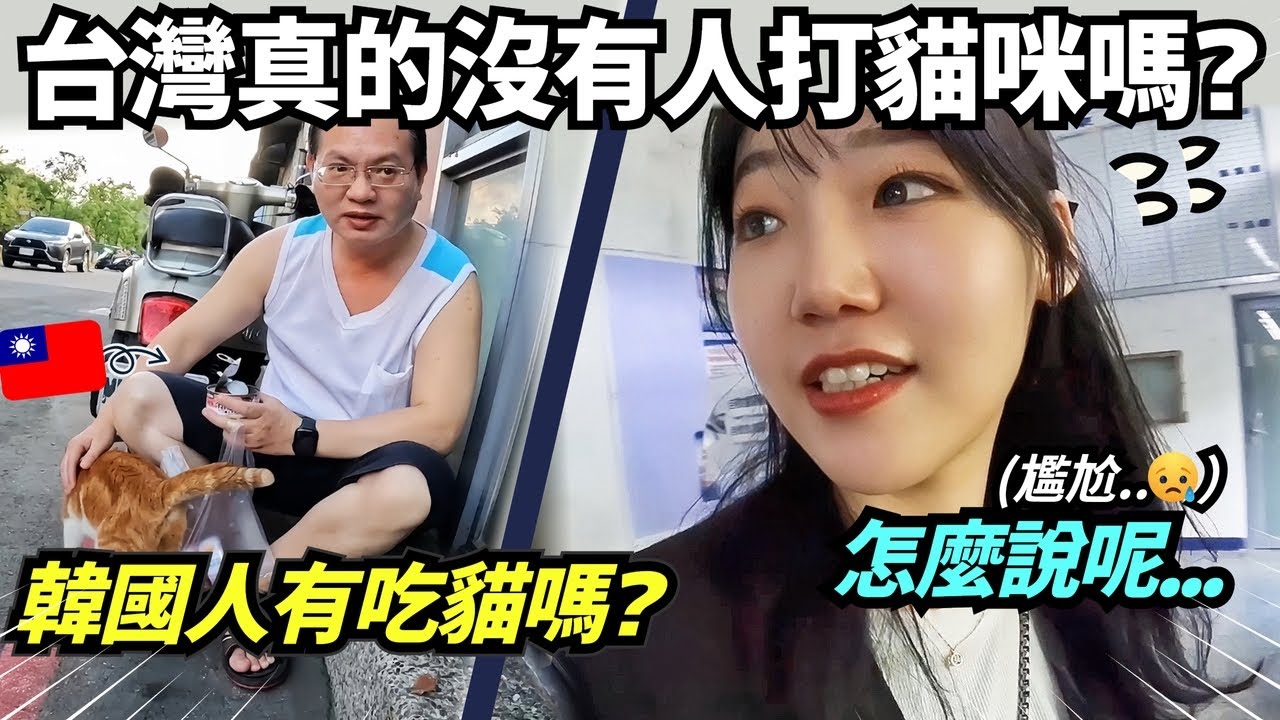 韓國人看到台灣的流浪貓感到驚訝的理由