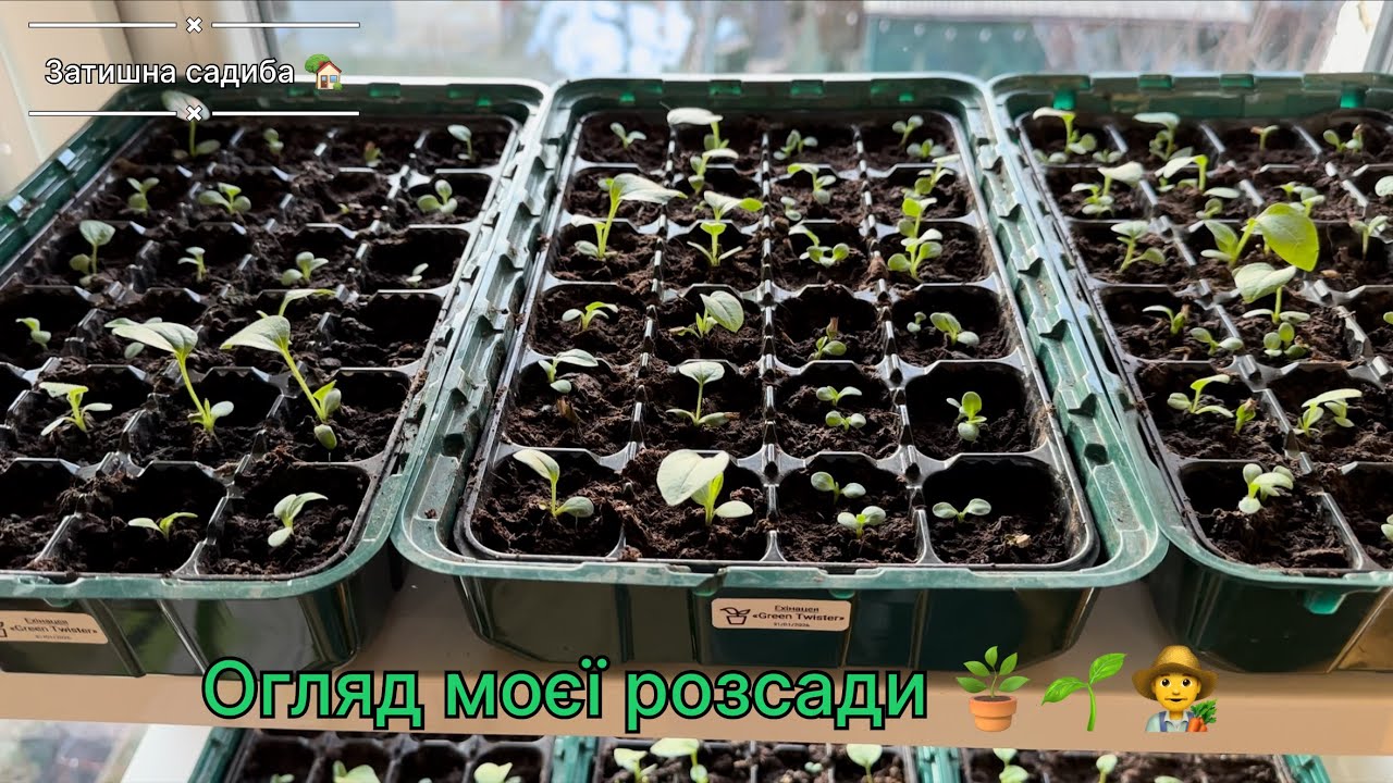 Огляд моєї розсади 🪴🌱👨‍🌾 ехінацея підросла 🫶🏻