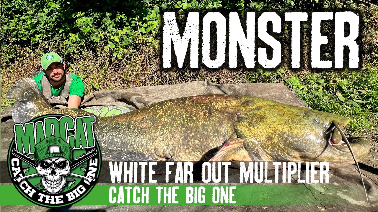 Un pesce SILURO ENORME in pieno giorno - pesce siluro da RECORD 4K