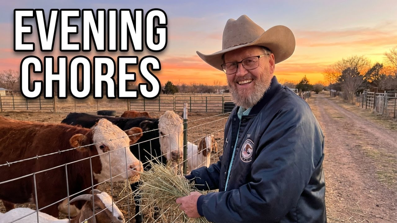 Evening chore time with the animals! #ourlittletexasranch