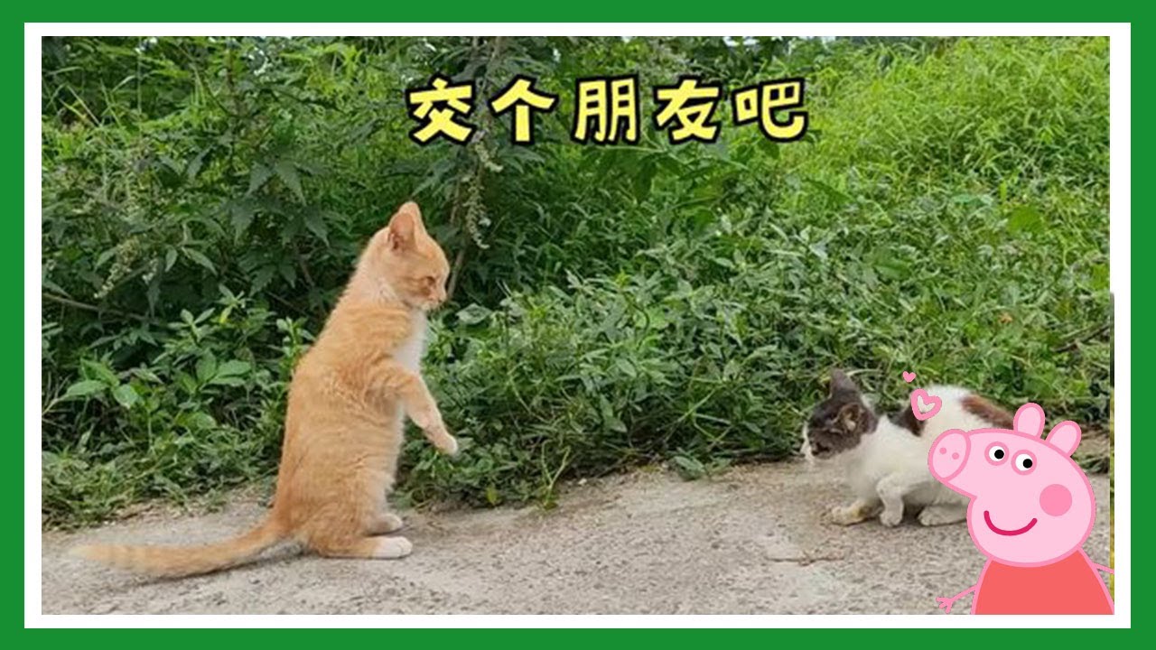 家里新来一只小猫，看大猫的反应，让人又气又好笑【一只不平凡的猪哼哼】