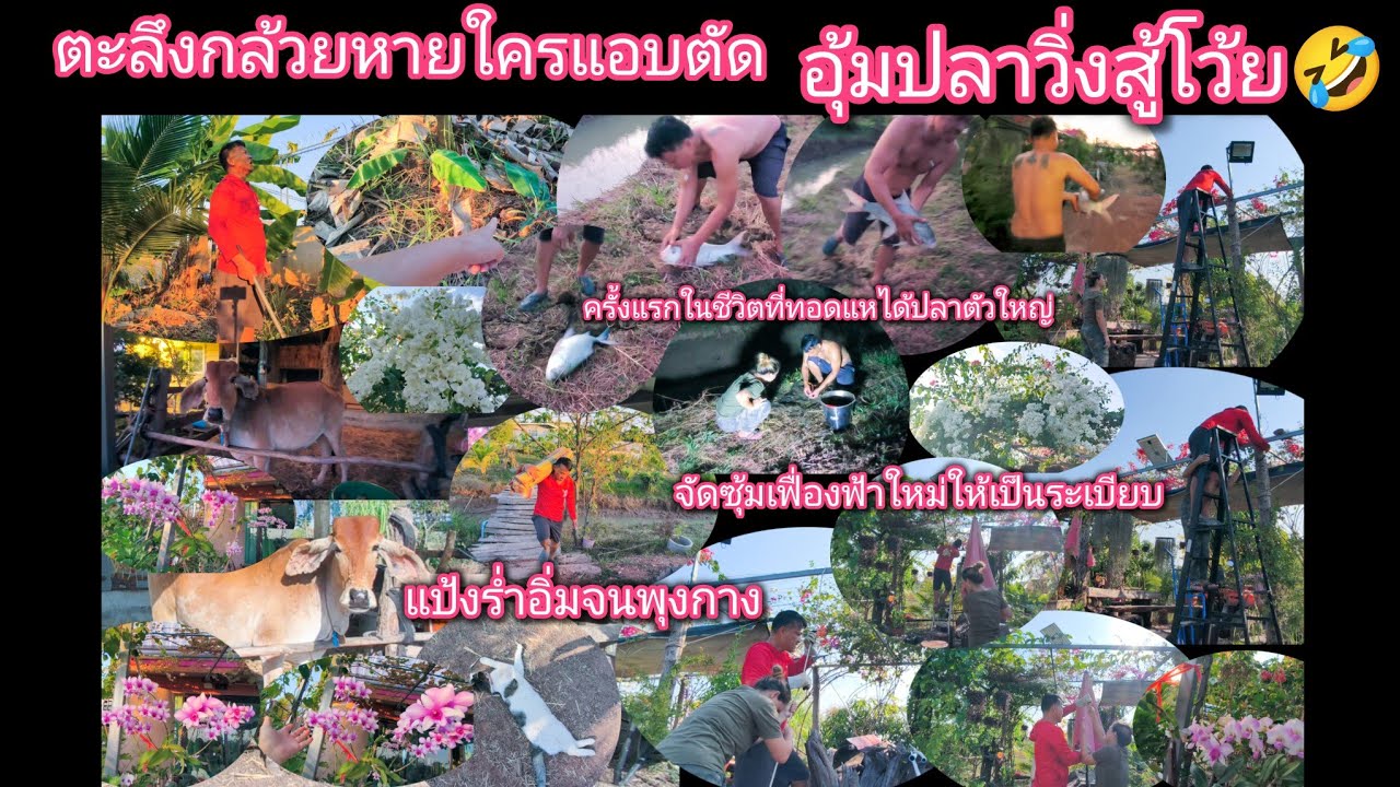 จัดซุ้มเฟื่องฟ้าใหม่! ตะลึงกล้วยหายใครแอบตัดกล้วยไปกิน🤣แอดชัยทอดแหได้ปลาตัวใหญ่มาก! ชมสวน