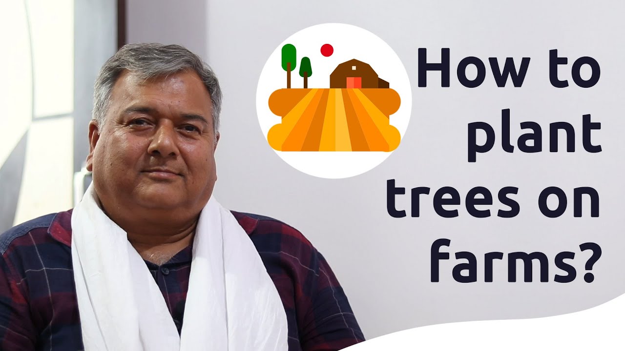 How to plant trees on farms? | Peepal Baba