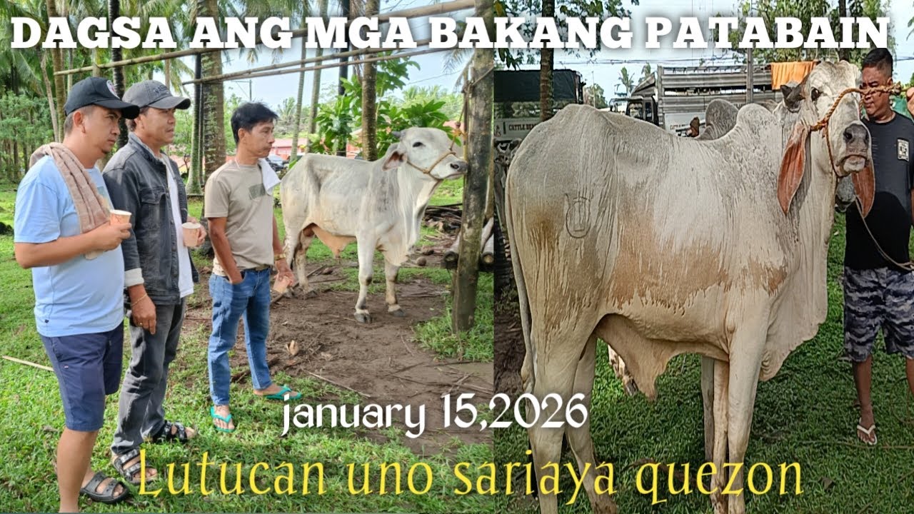 Saksihan ang Tawaran at Presyo ng Baka! Lutucan Sariaya Quezon!