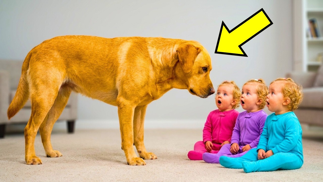 If It Wasn't Filmed, No One Would Believe What This Dog Did To The Triplets!