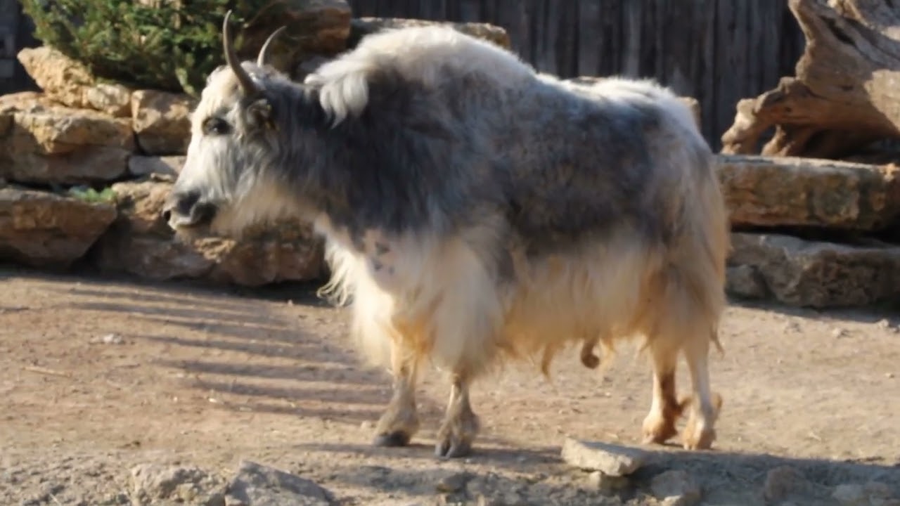 Thüringer Esel, Kap-Borstenhörnchen, Keas und Yaks im Zoopark Erfurt