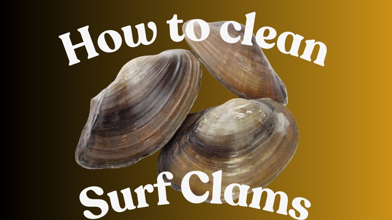 How To Clean Surf Clams