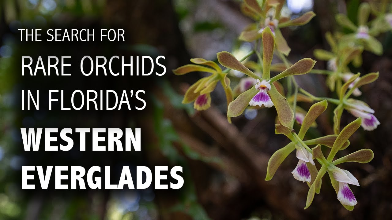 Searching for Orchids in the Western Everglades | Swamp Walk + Kayak through the Fakahatchee Strand