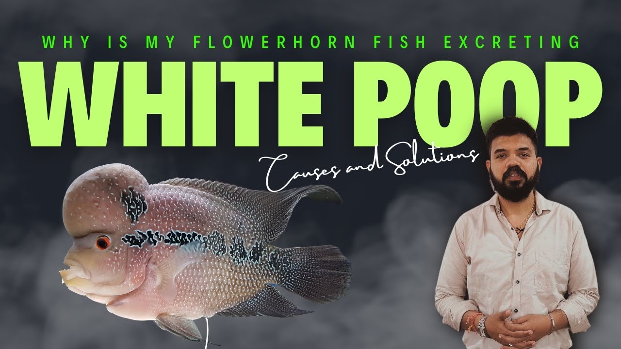 These are the reasons due to which your Flowerhorn Fish is doing White Poop - must watch