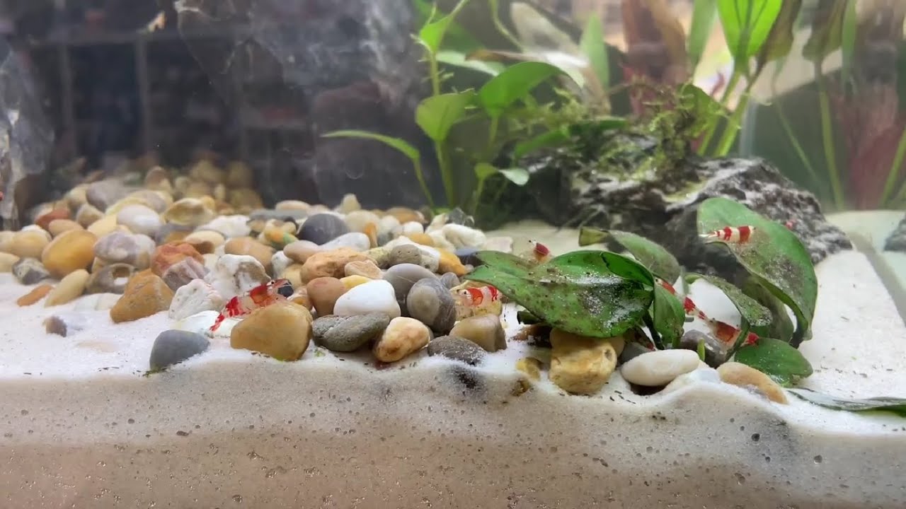 Nanoakvaarion perustaminen