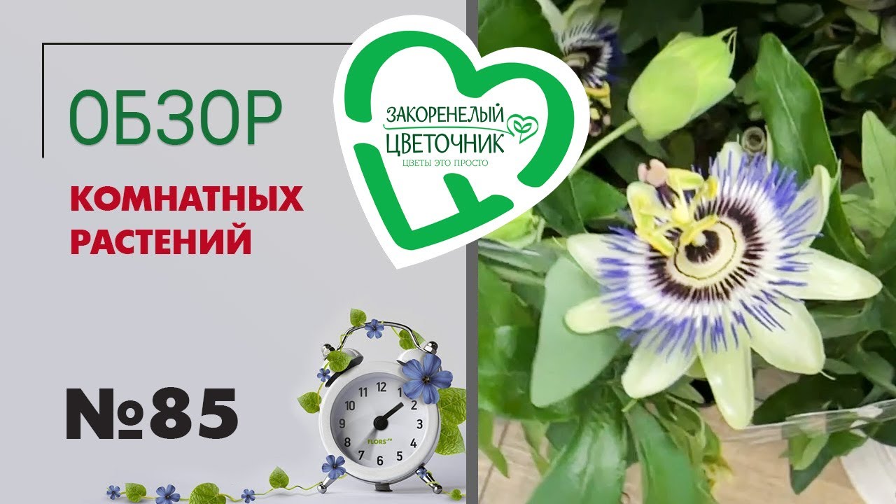 #85 Обзор растений: Адениумы, пассифлора, кроссандра, тилландсии, нертеры, фаленопсисы, кампанулы
