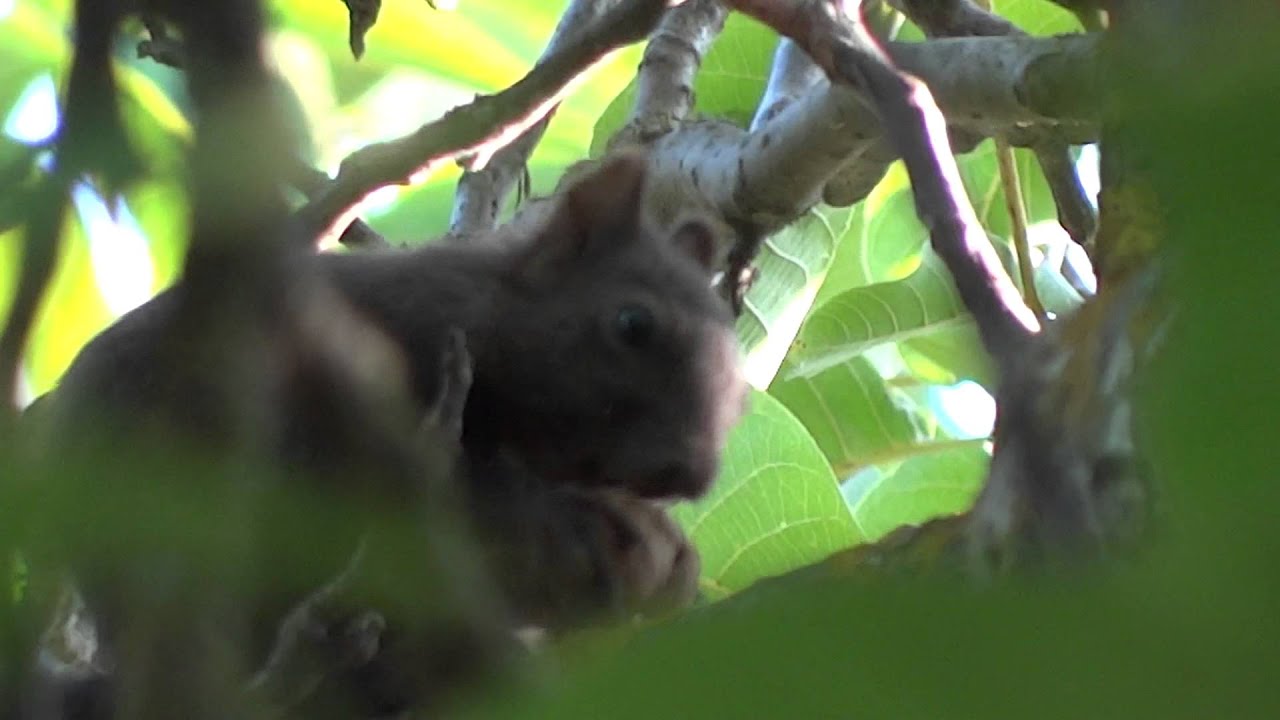Sony DSCHX100v Video of Squirrel in Macedonia