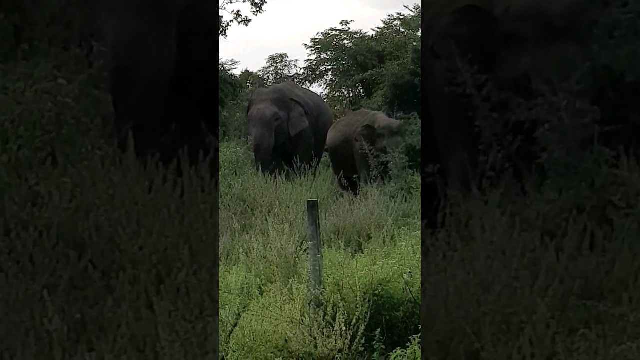 sri lanka🇱🇰 village elephant 🐘