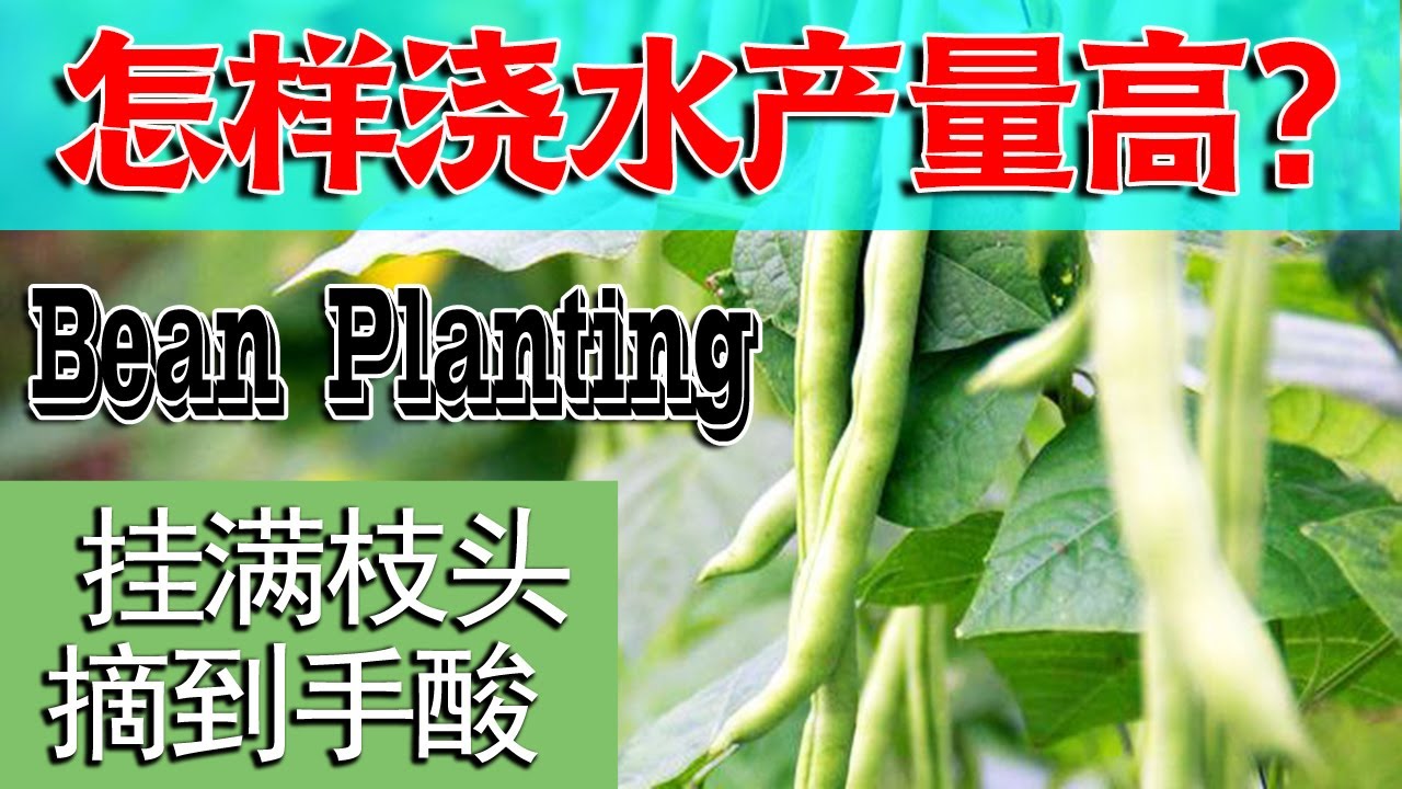 种了20年豆角，原来浇水方法错了，难怪结的很少【付老师种植团队官方频道】